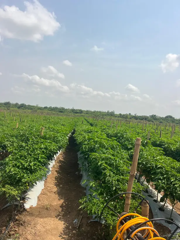 Pepper rows under plastic mulch and drip irrigation