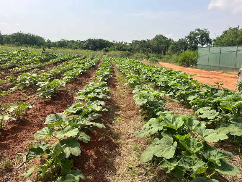Cucurbit rows on freshly prepared land