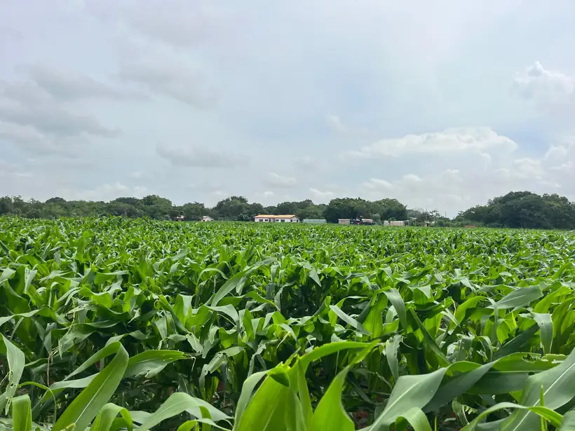 Maize block in early growth