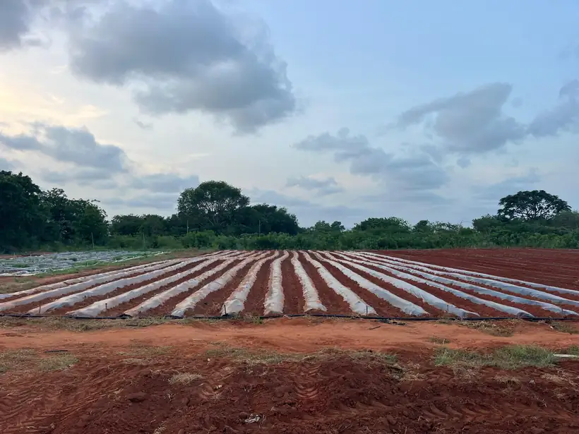 Beds formed and mulched, ready to plant