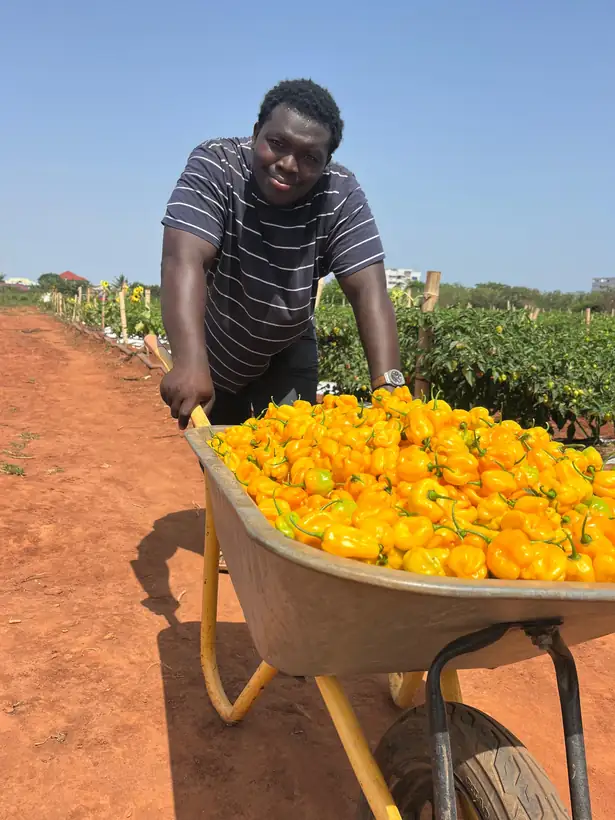 Wheelbarrow load heading in from the field