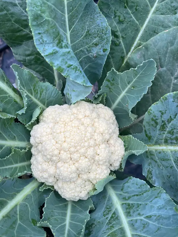 Cauliflower, grown to order