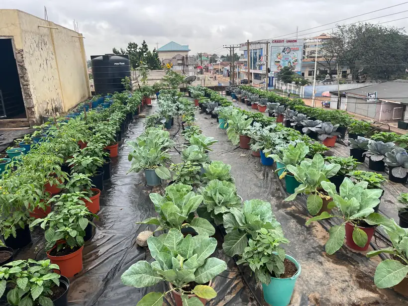 Nursery and potted stock