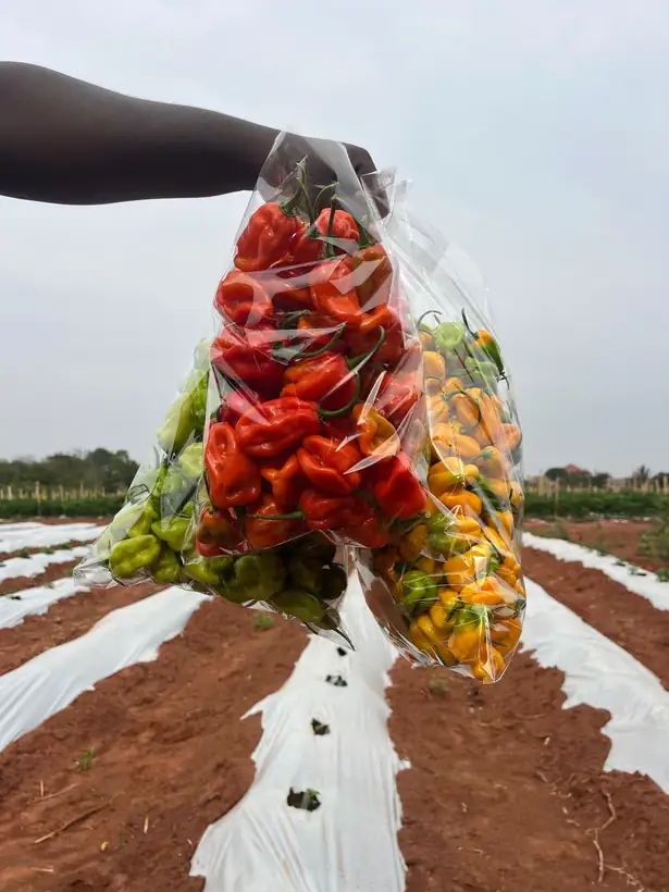 Mixed peppers - habanero and bell - bagged fresh
