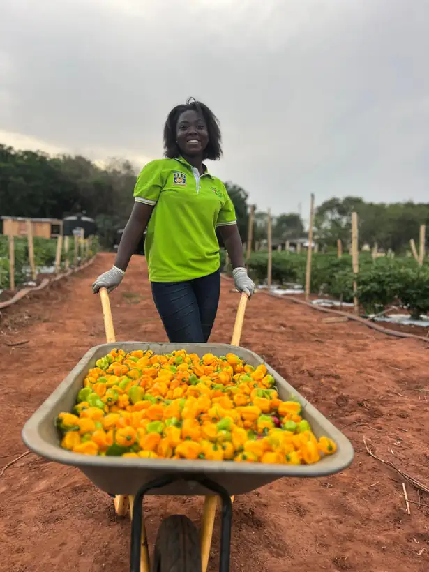A morning's harvest coming off the field