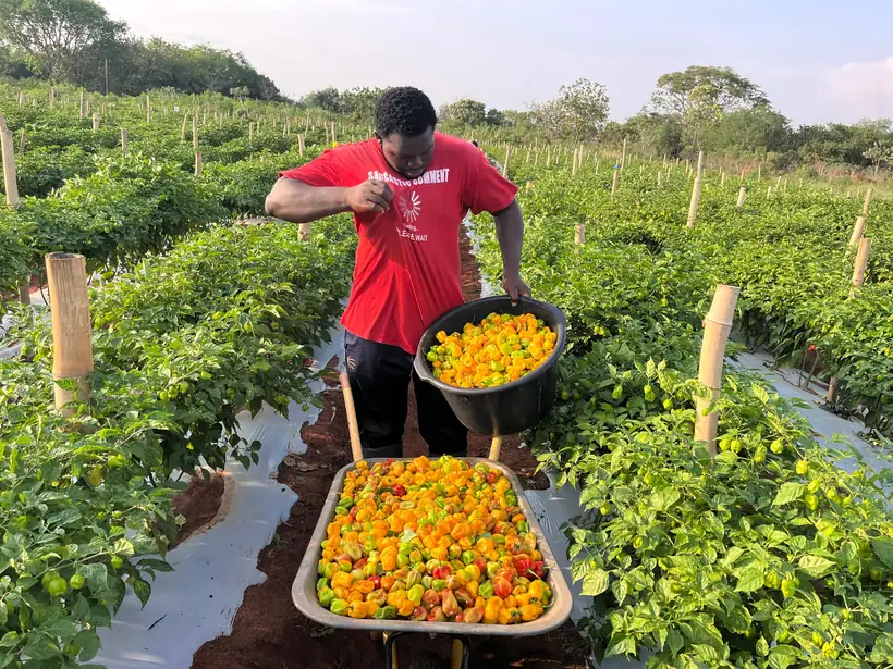 Picking into crates between the rows