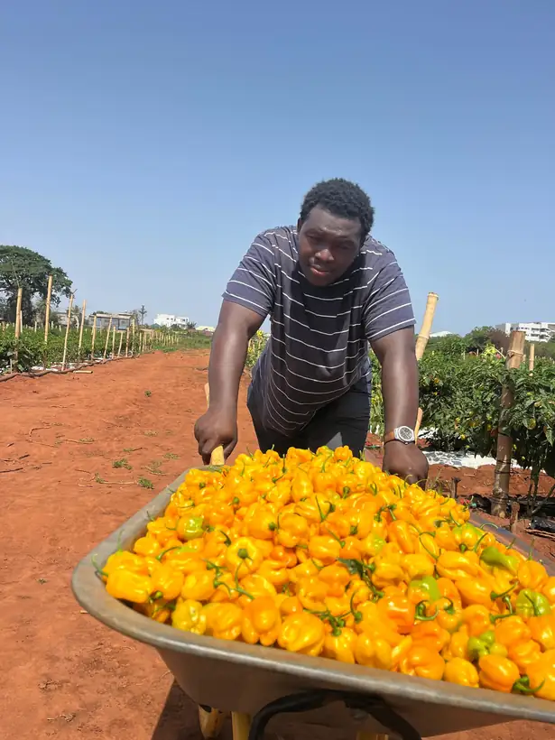 Yellow habanero, sorted at the row