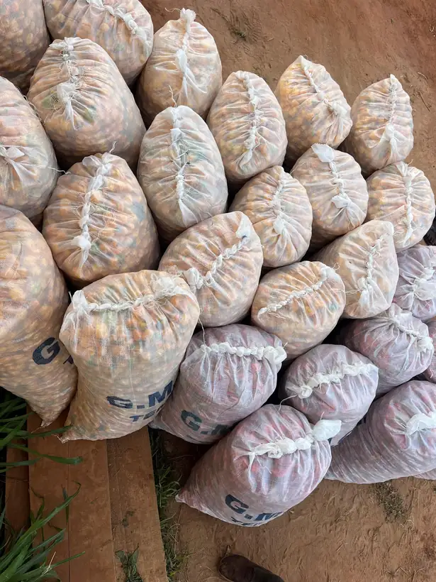 Sacks packed and stacked for delivery