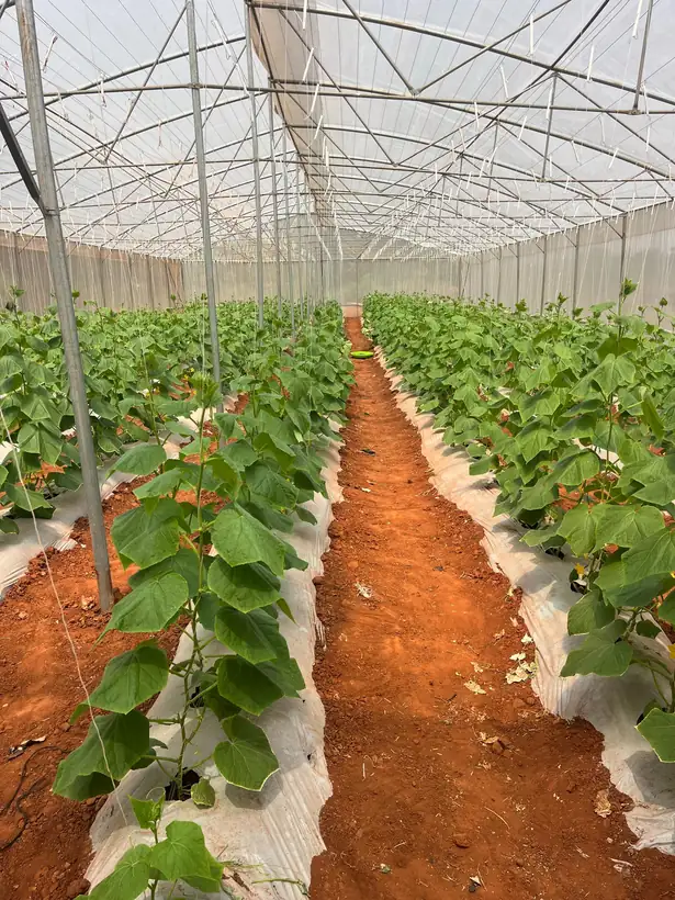 Inside the greenhouse - cucumber on trellis