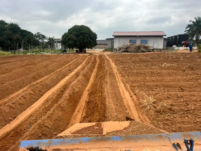 Ridging, seen from the tractor seat